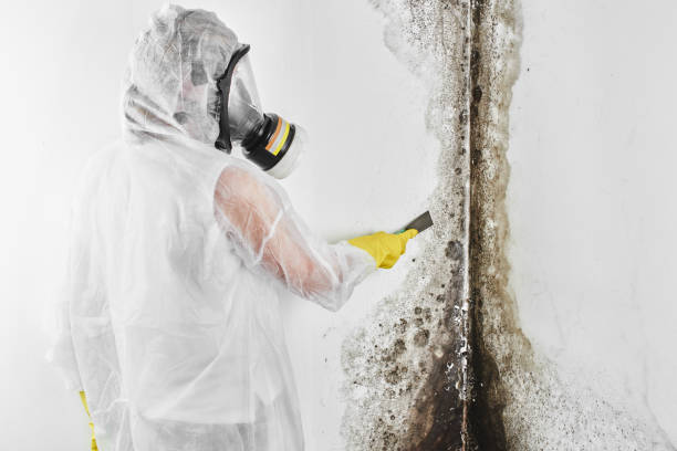 Best Emergency Mold Removal  in Roscommon, MI