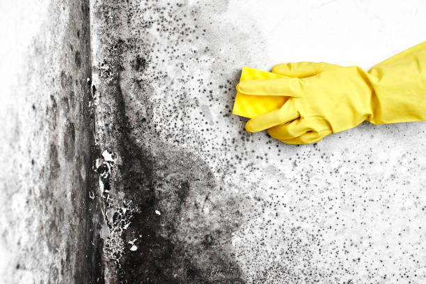 Best Best Mold Removal Companies  in Roscommon, MI