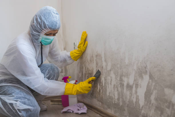Attic Mold Removal in Roscommon, MI