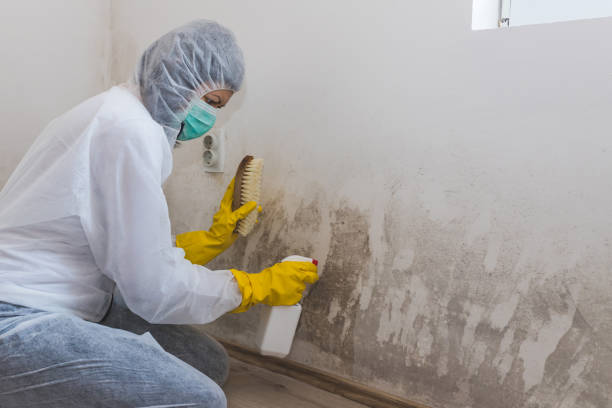 Best Certified Mold Removal  in Roscommon, MI