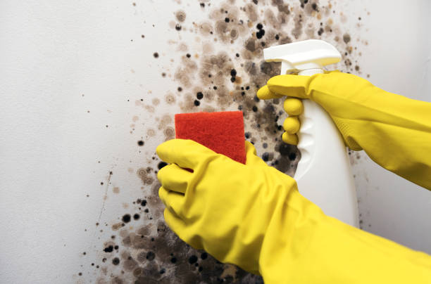 Best Attic Mold Removal  in Roscommon, MI