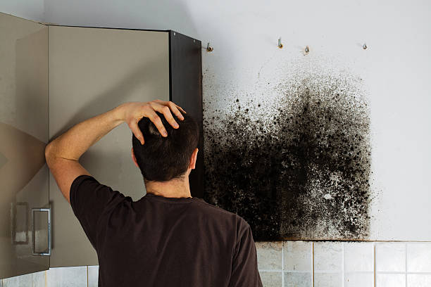 Best Mold Removal Company Near Me  in Roscommon, MI
