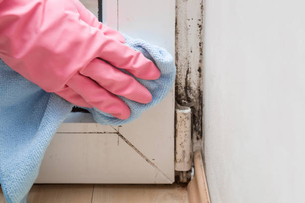 Best Mold Removal and Inspection  in Roscommon, MI