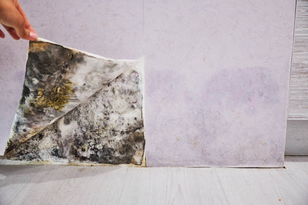 Best Residential Mold Removal  in Roscommon, MI